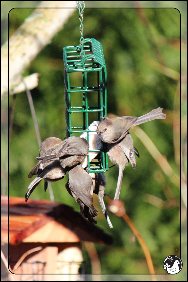 Ridgetop Farm and Garden | Birds of 2013 | Week 3 | Bushtit