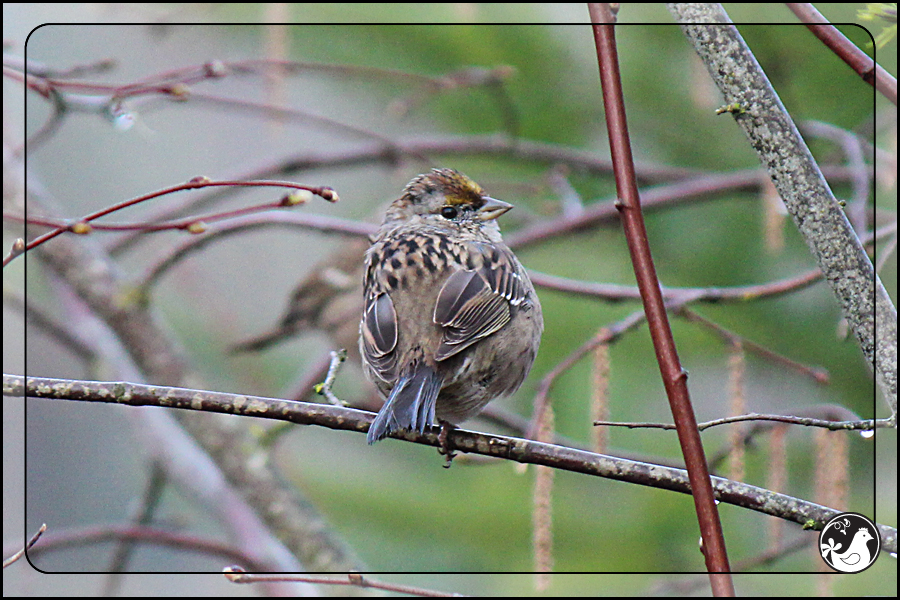 Ridgetop Farm and Garden | Birds of 2013 | Week 13 | Golden-crowned Sparrow