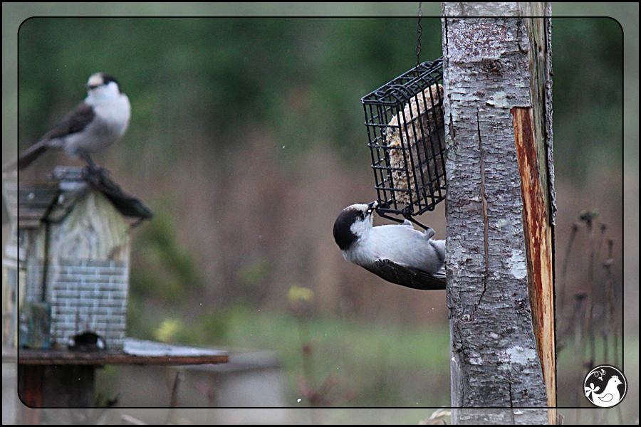 Ridgetop Farm and Garden | Birds of 2013 | Week 15 | Gray Jays