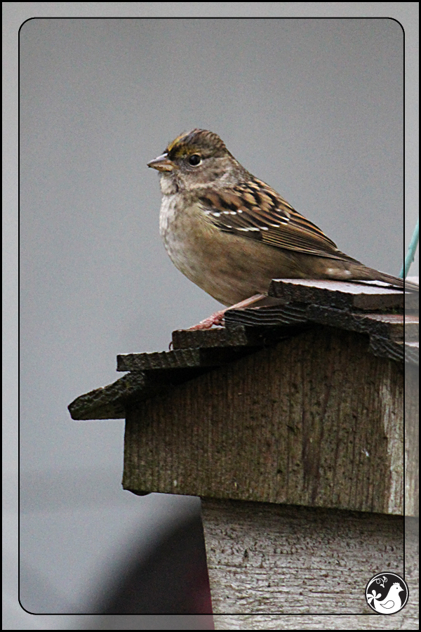 Ridgetop Farm and Garden | Birds of 2013 | Week 15 | Golden-crowned Sparrow