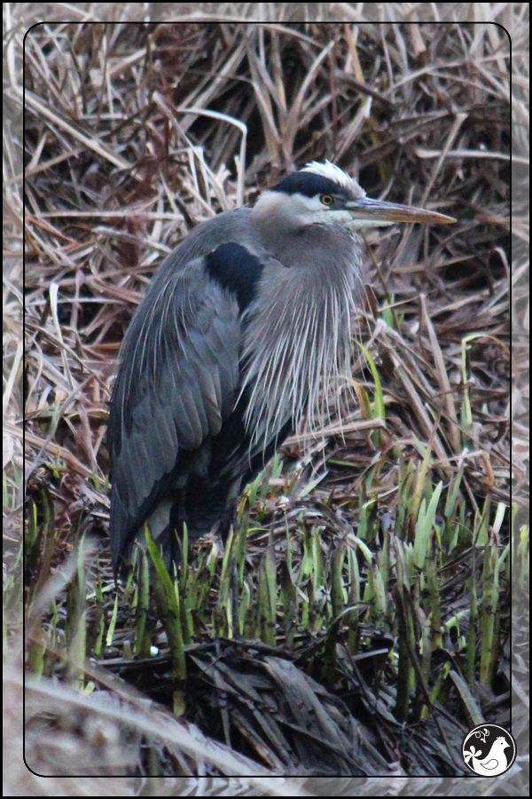 Ridgetop Farm and Garden | Birds of 2013 | Week 4 | Great Blue Heron