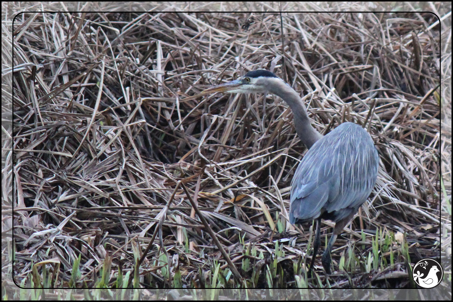 Ridgetop Farm and Garden | Birds of 2013 | Week 4 | Great Blue Heron