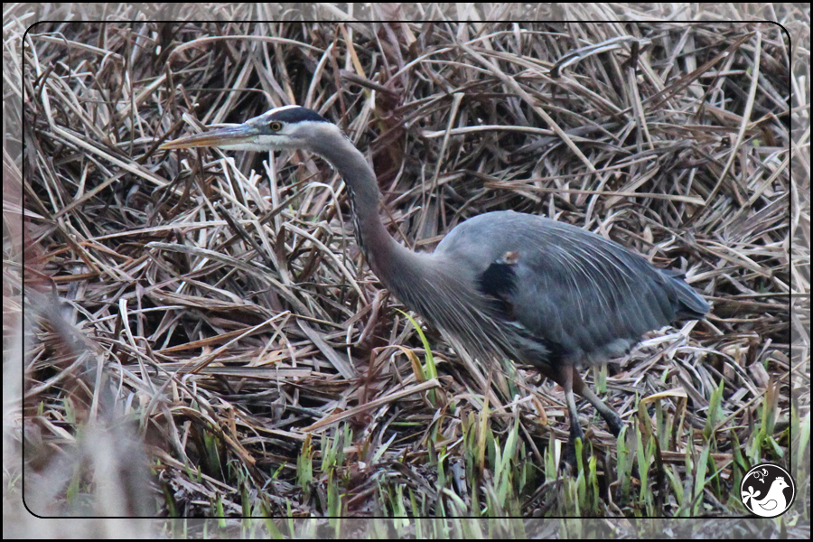 Ridgetop Farm and Garden | Birds of 2013 | Week 4 | Great Blue Heron