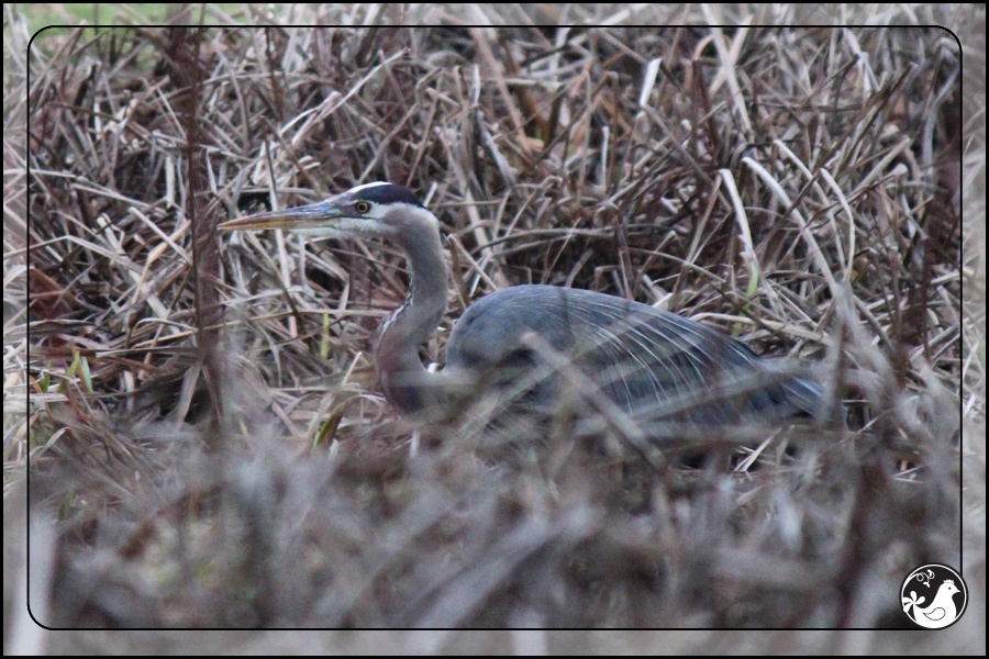 Ridgetop Farm and Garden | Birds of 2013 | Week 4 | Great Blue Heron