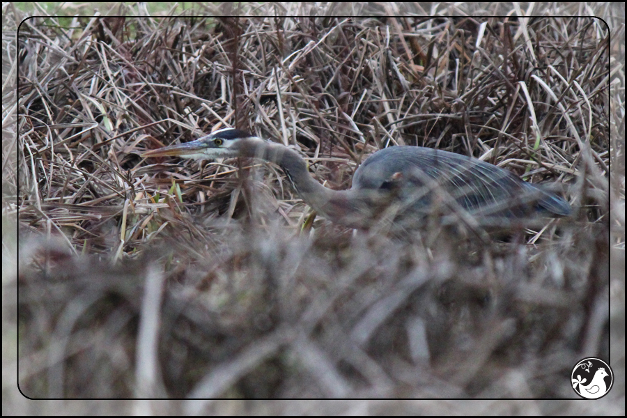 Ridgetop Farm and Garden | Birds of 2013 | Week 4 | Great Blue Heron