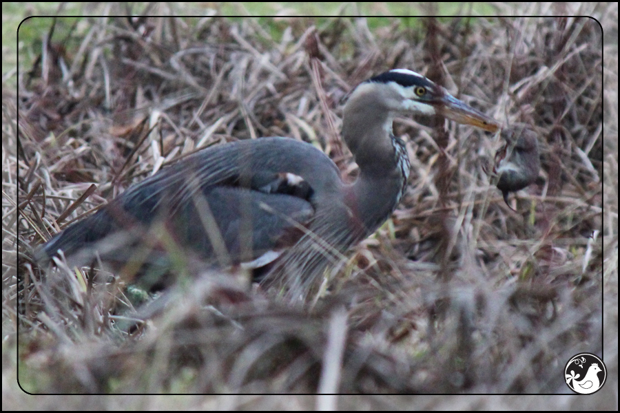 Ridgetop Farm and Garden | Birds of 2013 | Week 4 | Great Blue Heron