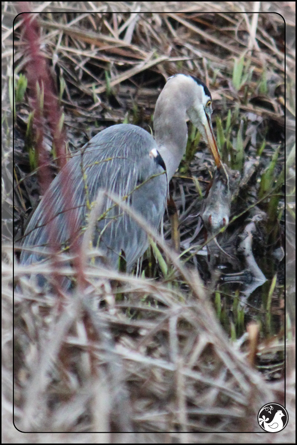 Ridgetop Farm and Garden | Birds of 2013 | Week 4 | Great Blue Heron