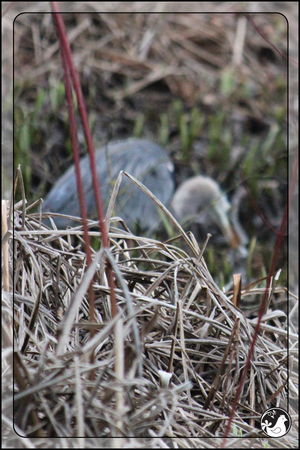 Ridgetop Farm and Garden | Birds of 2013 | Week 4 | Great Blue Heron