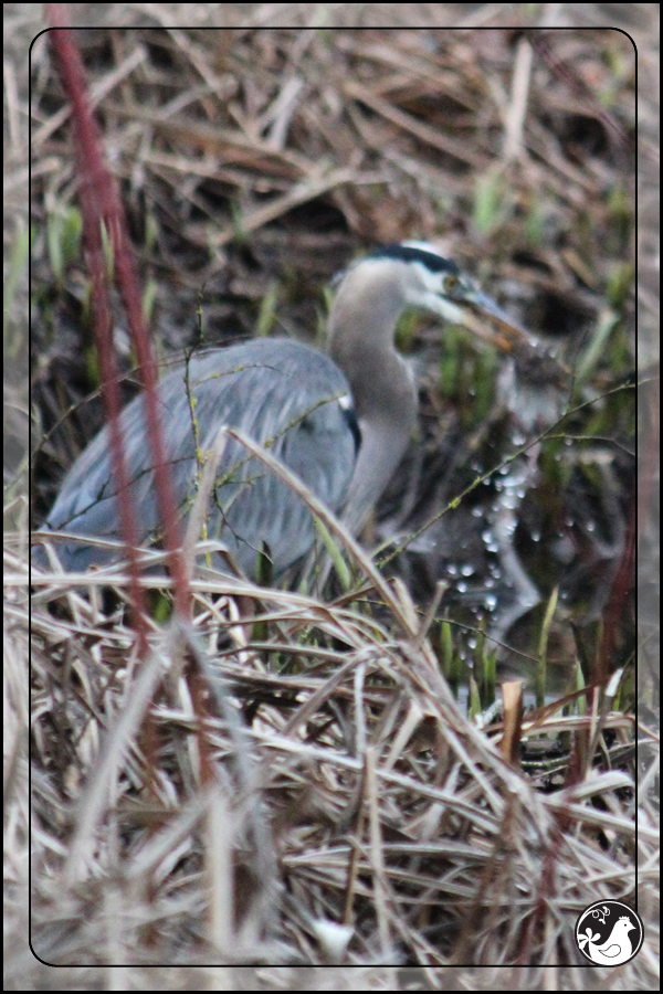 Ridgetop Farm and Garden | Birds of 2013 | Week 4 | Great Blue Heron