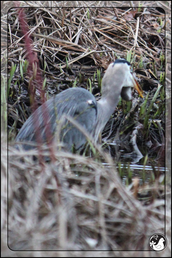 Ridgetop Farm and Garden | Birds of 2013 | Week 4 | Great Blue Heron