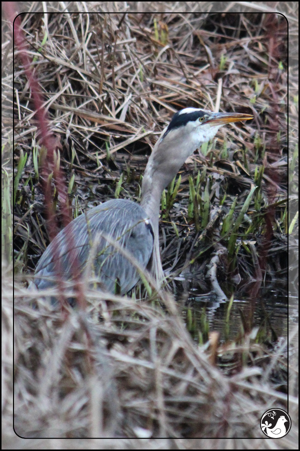 Ridgetop Farm and Garden | Birds of 2013 | Week 4 | Great Blue Heron