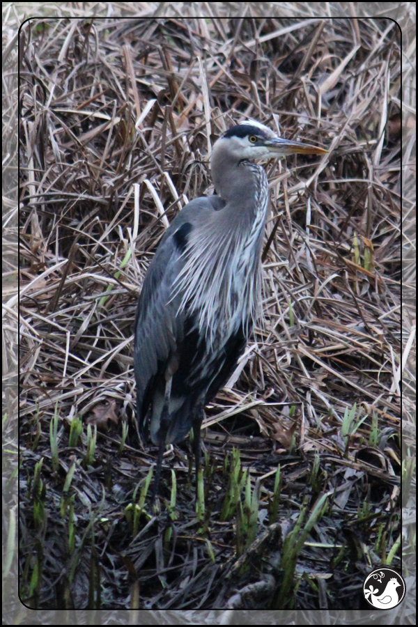 Ridgetop Farm and Garden | Birds of 2013 | Week 4 | Great Blue Heron