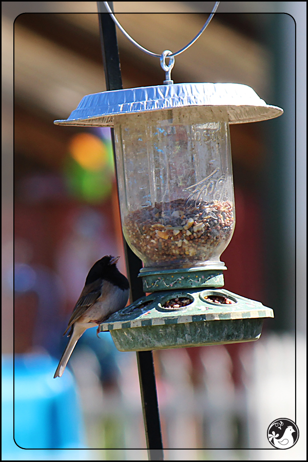 Ridgetop Farm and Garden | Birds of 2013 | Week 15 | Dark-eyed Junco