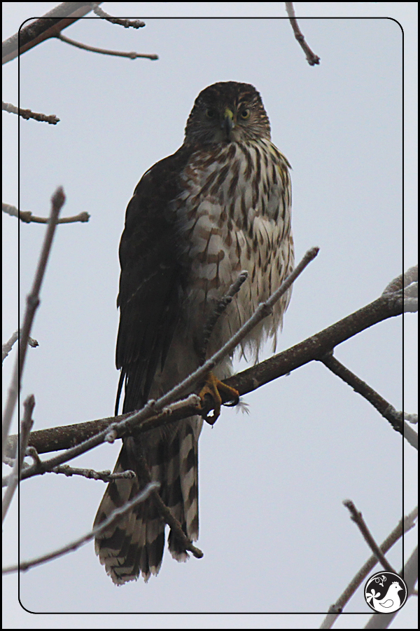 Ridgetop Farm and Garden | Birds of 2013 | Week 9 | Coopers Hawk