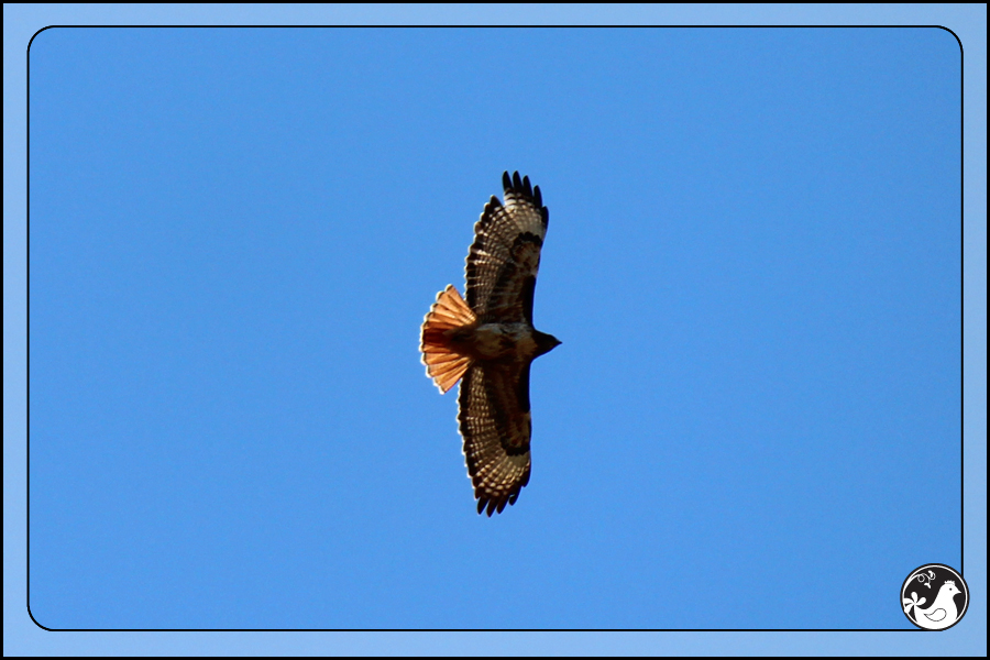 Ridgetop Farm and Garden | Birds of 2013 | Week 14 | Red-tailed Hawk