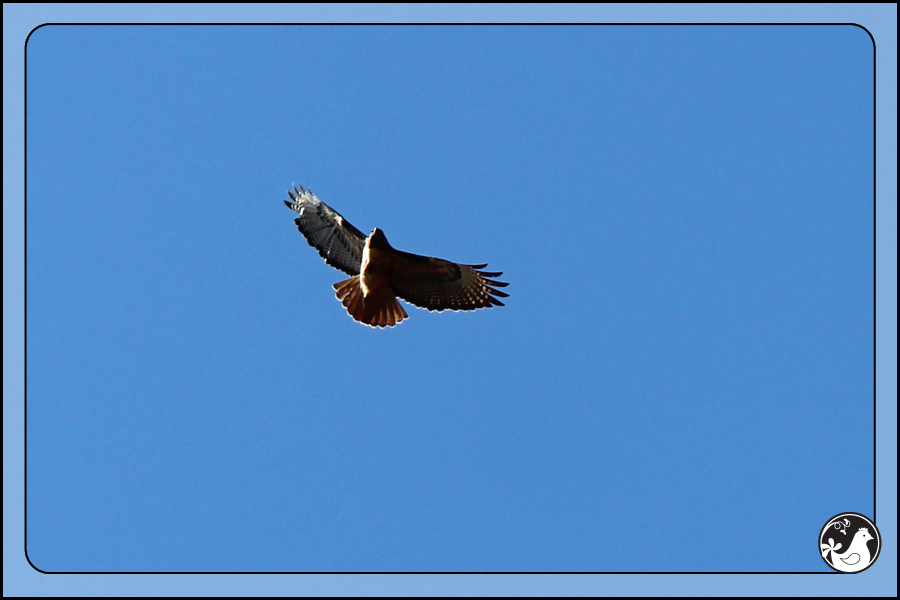 Ridgetop Farm and Garden | Birds of 2013 | Week 14 | Red-tailed Hawk