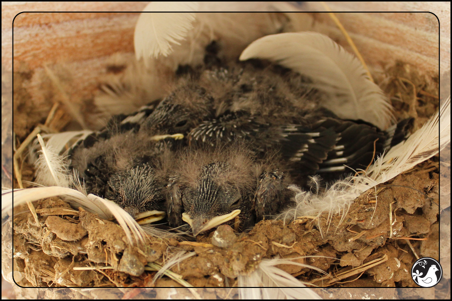 Ridgetop Farm and Garden | Birds of 2013 | Week 31 | Barn Swallow