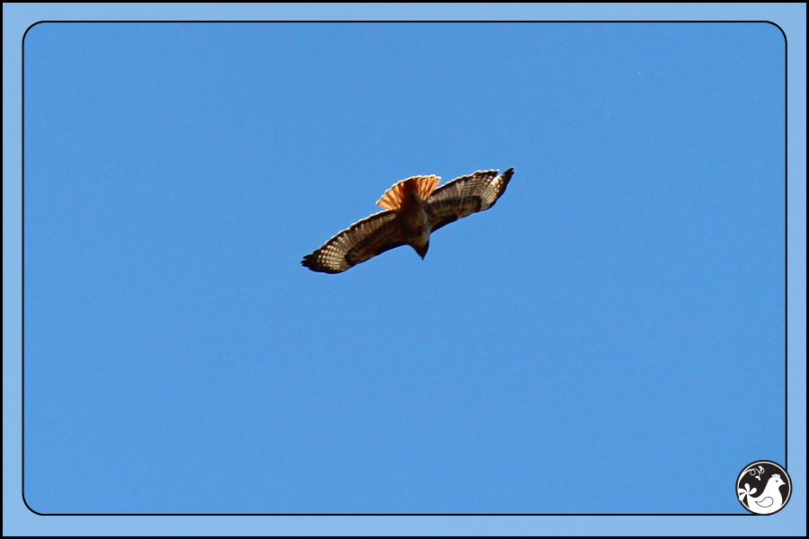 Ridgetop Farm and Garden | Birds of 2013 | Week 14 | Red-tailed Hawk