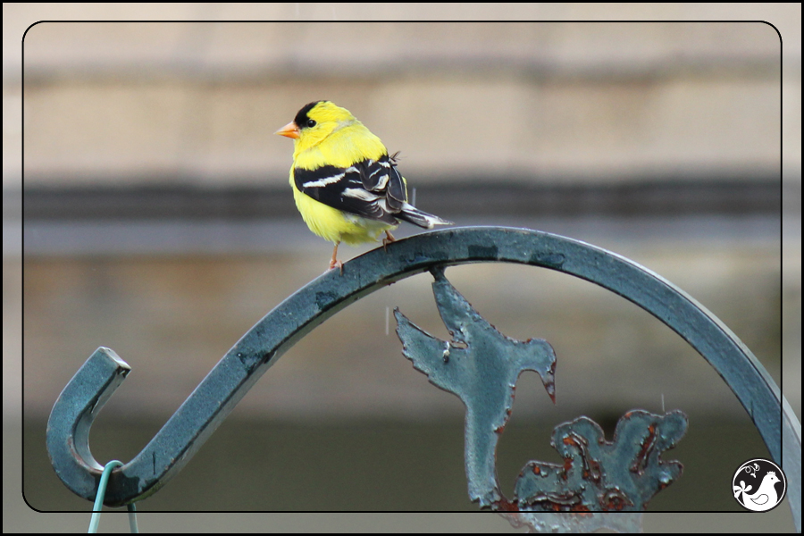 Ridgetop Farm and Garden | Birds of 2013 | Week 25 | American Goldfinch