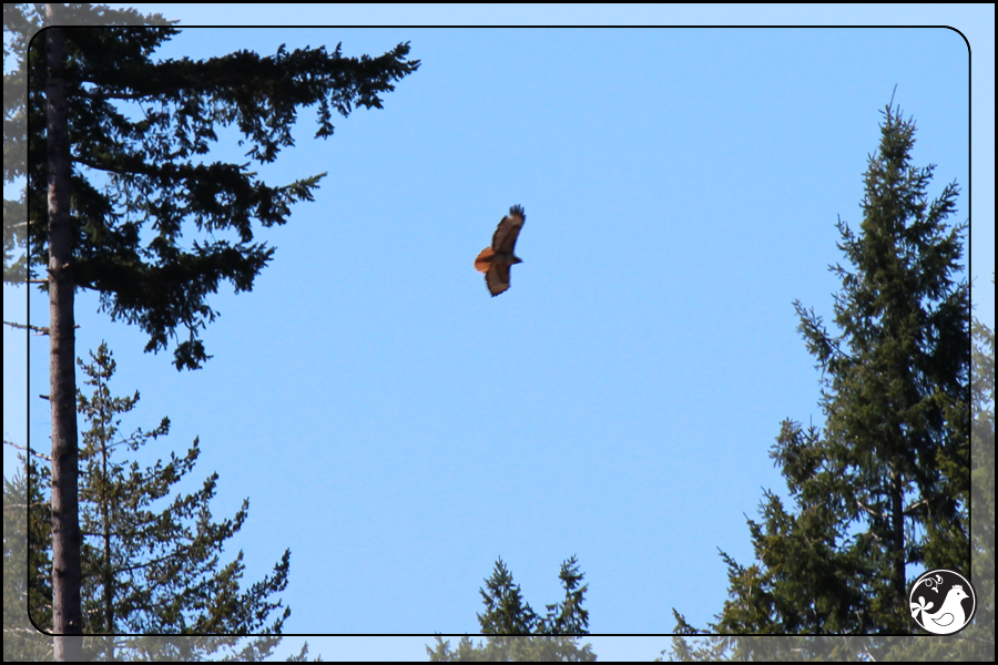 Ridgetop Farm and Garden | Birds of 2013 | Week 14 | Red-tailed Hawk