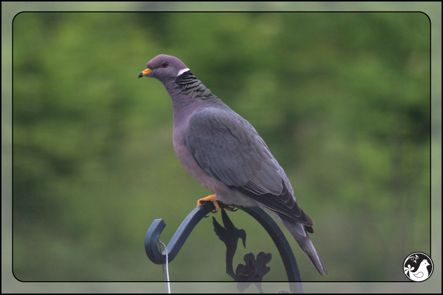 Ridgetop Farm and Garden | Birds of 2013 | Week 25 | Eurasian Collard Dove