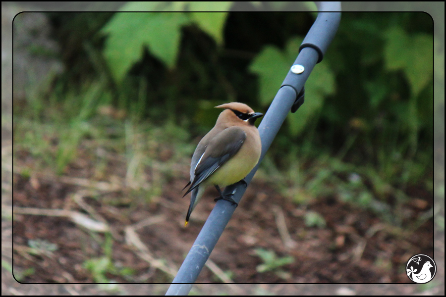 Ridgetop Farm and Garden | Birds of 2013 | Week 25 | Cedar Waxwing