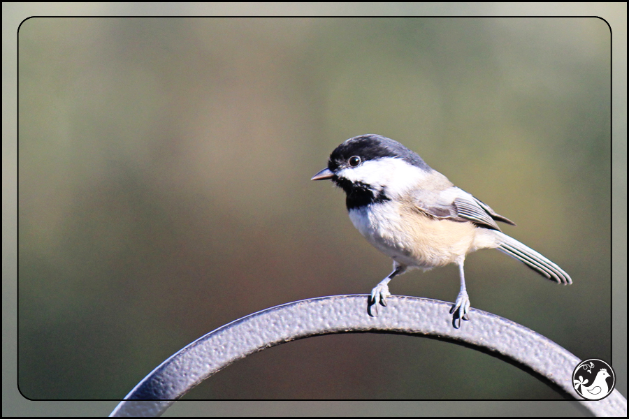 Ridgetop Farm and Garden | Birds of 2013 | Week 41