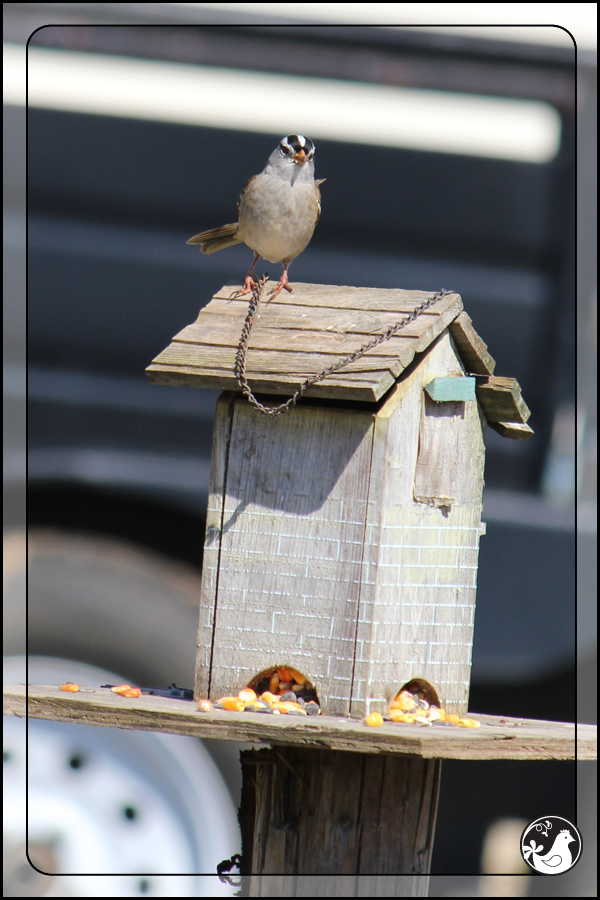 Ridgetop Farm and Garden | Birds of 2013 | Week 15 | White-crowned Sparrow