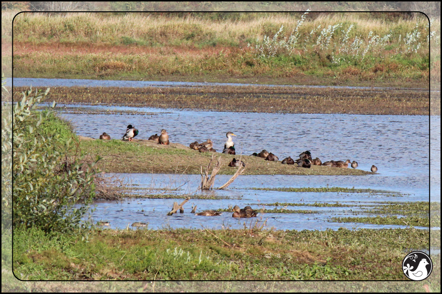 Ridgetop Farm and Garden | Birds of 2013 | Week 41