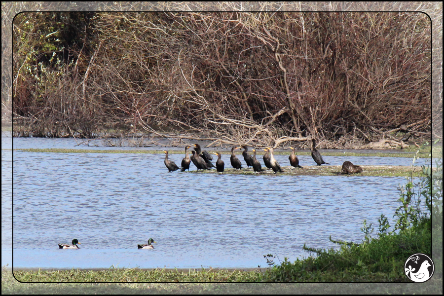 Ridgetop Farm and Garden | Birds of 2013 | Week 41