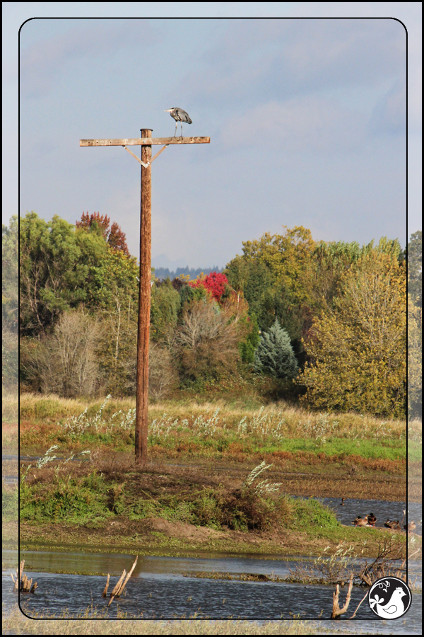 Ridgetop Farm and Garden | Birds of 2013 | Week 41