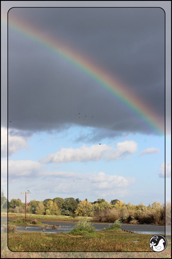 Ridgetop Farm and Garden | Birds of 2013 | Week 41