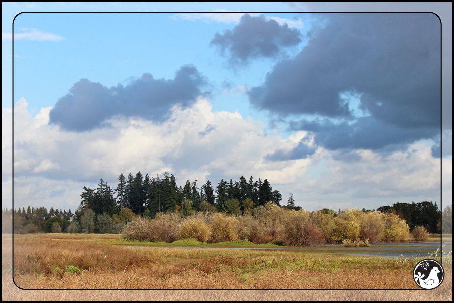 Ridgetop Farm and Garden | Birds of 2013 | Week 41