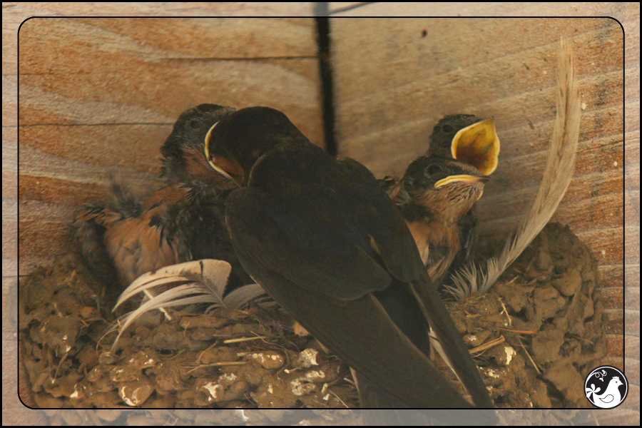 Ridgetop Farm and Garden | Birds of 2013 | Week 31 | Barn Swallow