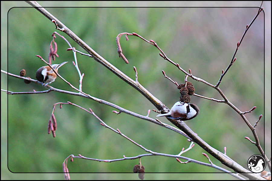 Ridgetop Farm and Garden | Birds of 2013 | Week 10 | Chestnut-backed Chickadee