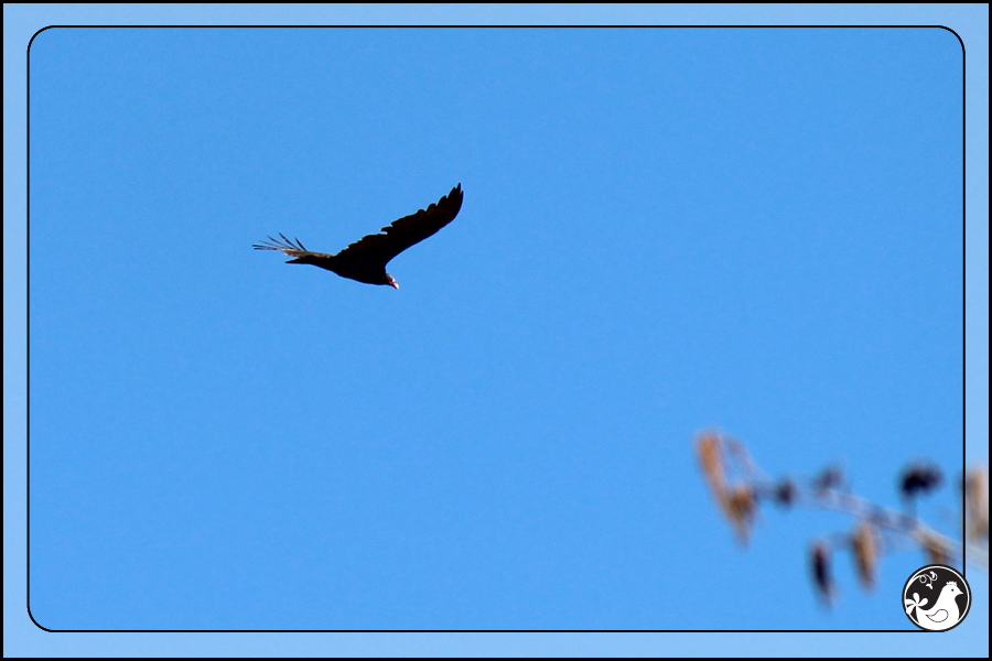 Ridgetop Farm and Garden | Birds of 2013 | Week 13 | Turkey Vulture