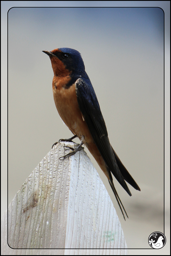 Ridgetop Farm and Garden | Birds of 2013 | Week 25 | Barn Swallow