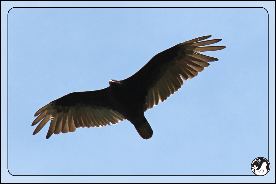 Ridgetop Farm and Garden | Birds of 2013 | Week 35 | Turkey Vulture