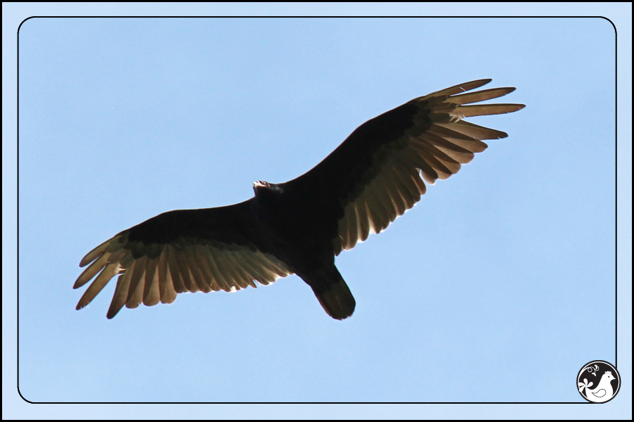 Ridgetop Farm and Garden | Birds of 2013 | Week 25 | Turkey Vulture