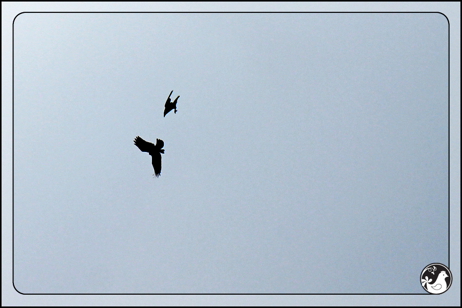 Ridgetop Farm and Garden | Birds of 2013 | Week 12 | Ravens