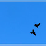 Birds of 2013: Week 12