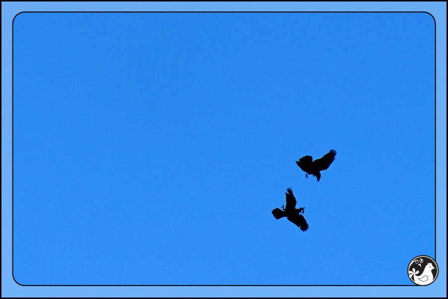Ridgetop Farm and Garden | Birds of 2013 | Week 12 | Ravens
