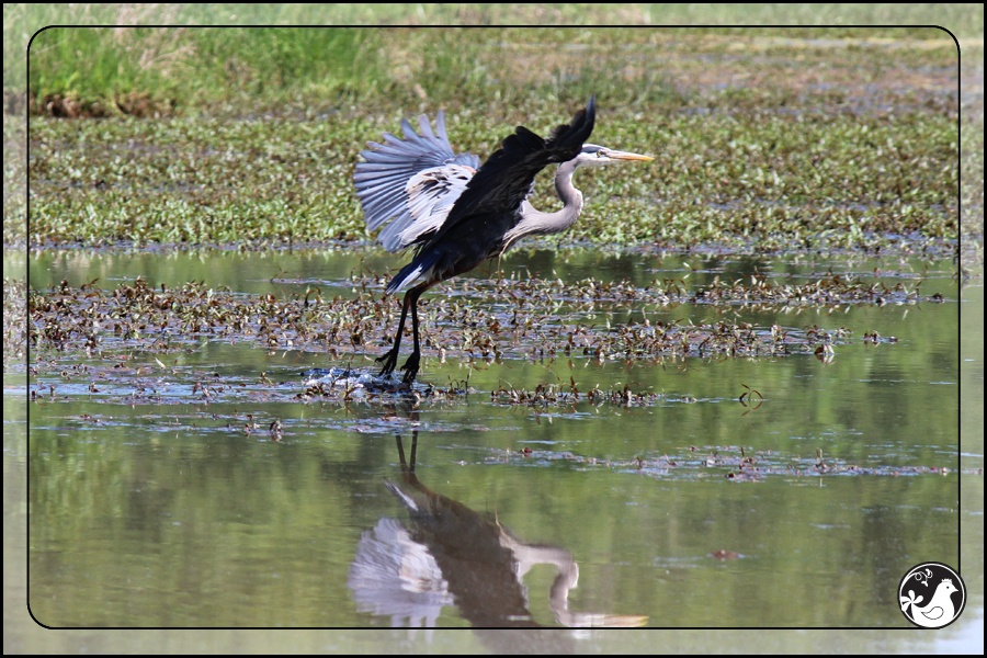 Ridgetop Farm and Garden | Birds of 2013 | Week 22 | Great Blue Heron