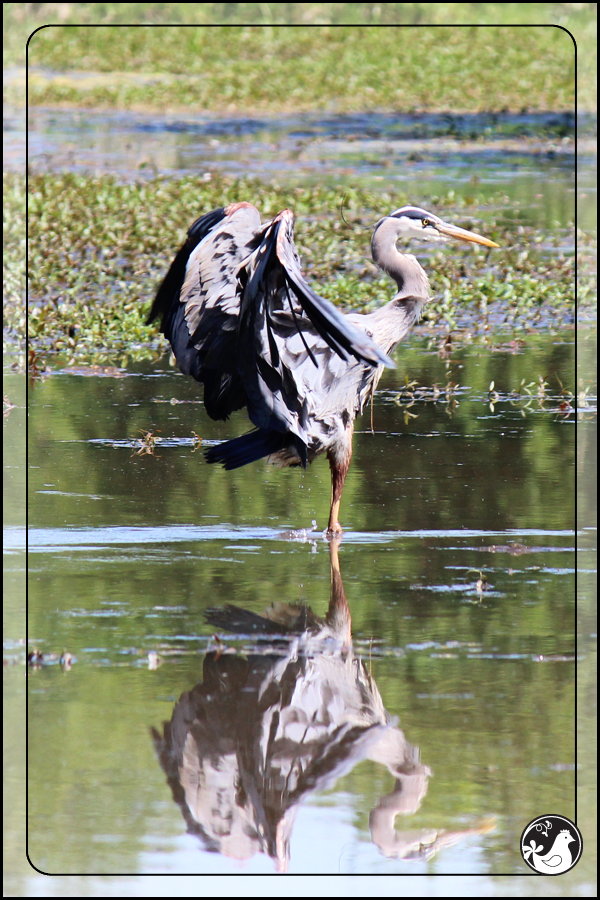 Ridgetop Farm and Garden | Birds of 2013 | Week 22 | Great Blue Heron