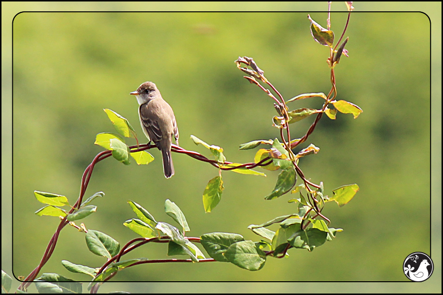 Ridgetop Farm and Garden | Birds of 2013 | Week 25 | Flycatcher