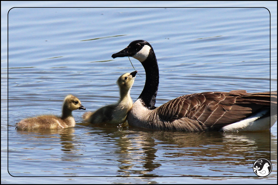 Ridgetop Farm and Garden | Birds of 2013 | Week 18 | Goose