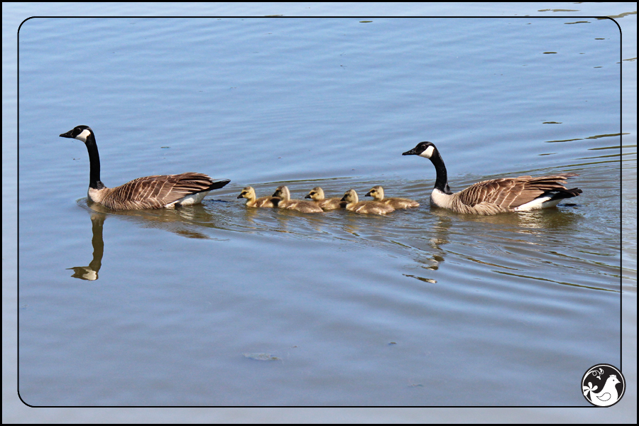 Ridgetop Farm and Garden | Birds of 2013 | Week 18 | Goose