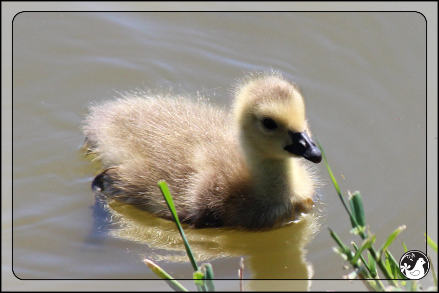 Ridgetop Farm and Garden | Birds of 2013 | Week 18 | Goose