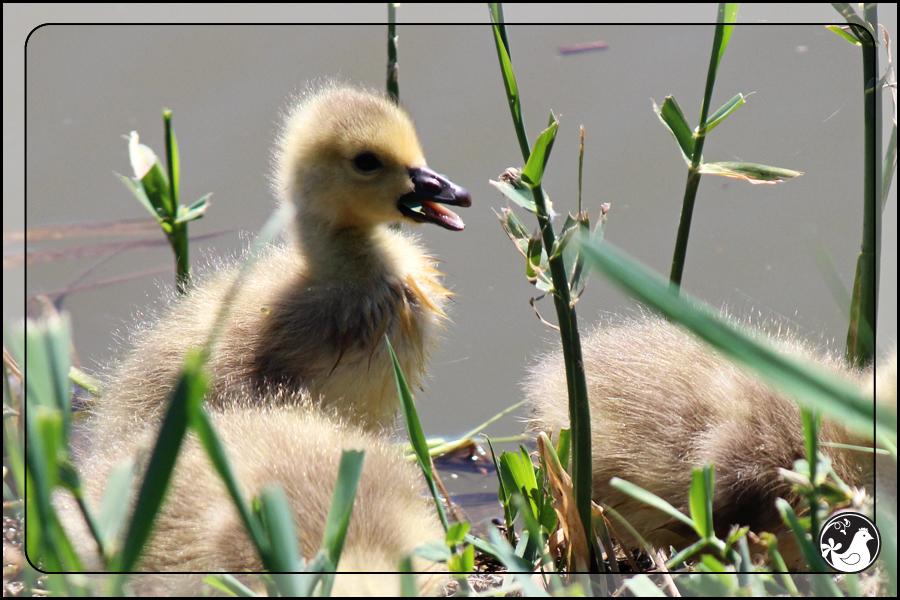 Ridgetop Farm and Garden | Birds of 2013 | Week 18 | Goose