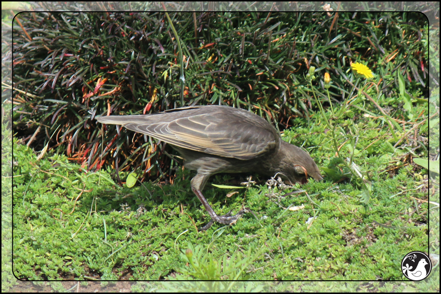 Ridgetop Farm and Garden | Birds of 2013 | Week 34